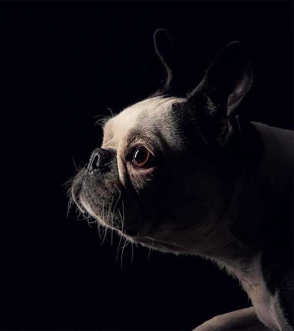 hund-portrait_ginger_fotografie.jpg